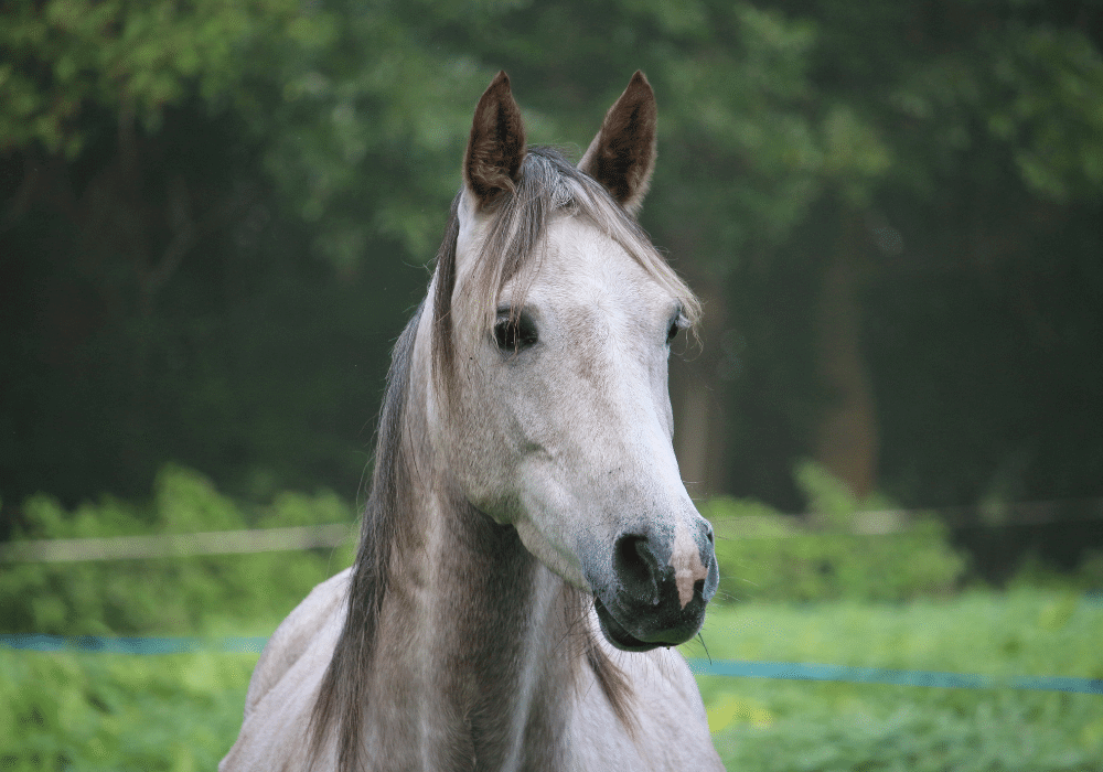 osteopathy for horses